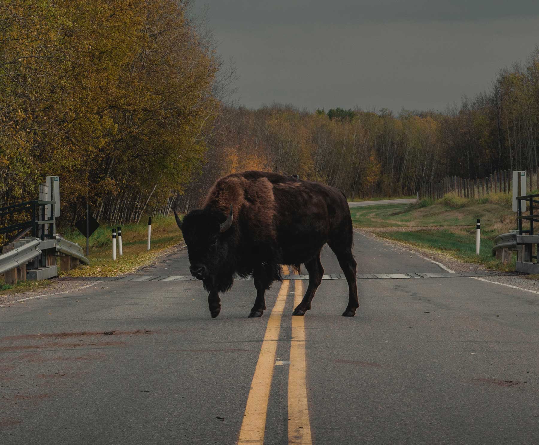 water buffalo standing on double yellow line going down road autumn trees line road
