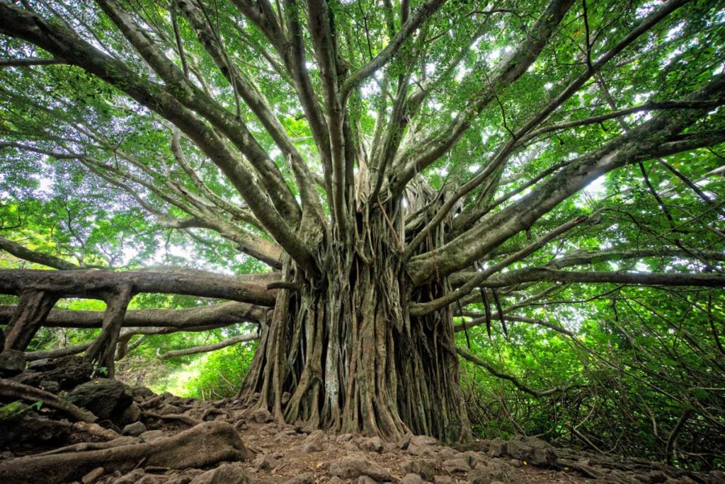 large bayan tree